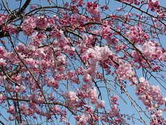 八幡桜だより～開花情況編