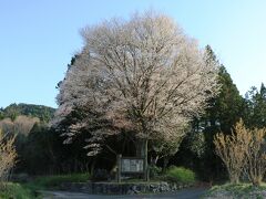 推定樹齢７００年、岡山県指定天然記念物黒岩の山桜と初逢瀬