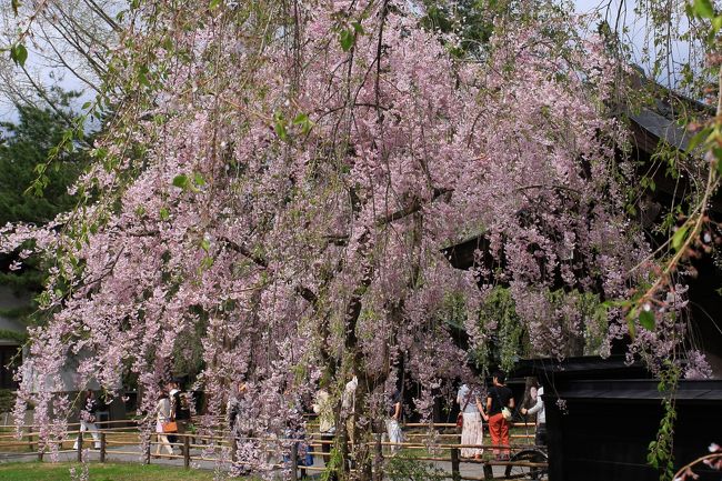 2012年5月2日に角館に枝垂れ桜と武家屋敷を観に行ってきました。<br /><br />この年は、この時期枝垂れ桜はほぼ終わっていました。<br />桧木内川沿いのソメイヨシノは満開から散り始めで、桜吹雪がとても印象的でした。<br /><br />前日、盛岡繋温泉に泊まり、そこから角館に向かい、こまちで東京に帰宅しました。<br />桜だけ楽しむのであればこまちで東京から日帰りが可能で桜も十分堪能できます。