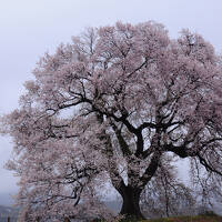 わに塚の桜と身延の枝垂桜