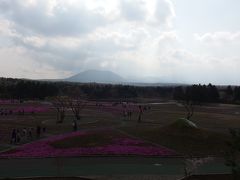 2015年4月、富士芝桜祭り