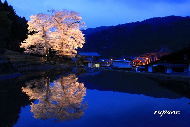 青春18切符　春旅<br />最終回は水田に映り込む姿が美しい下呂の苗代桜に逢いに～<br /><br />この春のお天気はとっても気まぐれ<br />出発当日は曇り～時折晴れ間がのぞく...青空は無理かも<br />翌日は雨予報なので　今日しかないし...<br />なので出発を早めて鈍行旅～<br />高山本線は、あちこち桜満開で～車窓からの眺めは満点♪<br />列車も路線バスも本数が少ないので、下呂駅の手前にある焼石駅に降り立つ<br />荷物を預けたいけど無人駅にはロッカーもなく<br />苗代桜への地図も看板もなく...<br />バスの時刻表を見てる方に声をかけてみたら<br />その方も初めてで駅前の民家へ聞きに行かれ<br />もう一人車を止めておられた方が声をかけてくれて<br />苗代桜迄乗せて下さることに～ありがたいなぁ<br />3人で苗代桜へ<br />ドライバーさんは、二度目だそうでとても気さくな方でした～<br />おしゃべりしつつ～道のりを覚えておかなきゃと必死（笑）<br />苗代桜は満開～♪<br />風で水面は揺らぎ気味～真っ青な青空じゃないけど<br />ベンチに腰かけて苗代桜を眺めつつ<br />車でご一緒した方と缶ビールを傾けておしゃべり～<br />その方も18切符旅のお仲間で<br />日本で行ったことの無いとこはないとか<br />いい時間を過ごせました～<br />バスで下呂駅へお宿へ荷物を置いて<br />温泉街を散策～<br />夕方最終のバスで苗代桜へ<br />すでに三脚がずら～～～～っと並んでましたねぇ<br />日暮れ迄待つのが長いし～寒いし～<br />待った甲斐があってライトアップの苗代桜は綺麗だぁ～<br />もうバスが無いので焼石駅まで道なりに20分街灯が少ない道をとぼとぼ...<br />下呂駅に無事戻り<br />ちょっと夜の温泉街を散歩して<br />お宿で遅いめのごはん♪<br />下呂の夜景を眺めつつの展望大浴場でまったり～貸切だった～<br />翌日はゆっくり温泉を楽しみ<br />館内には美術品が豊富なので館内散策して<br />雨がひどくなる前に帰途に。