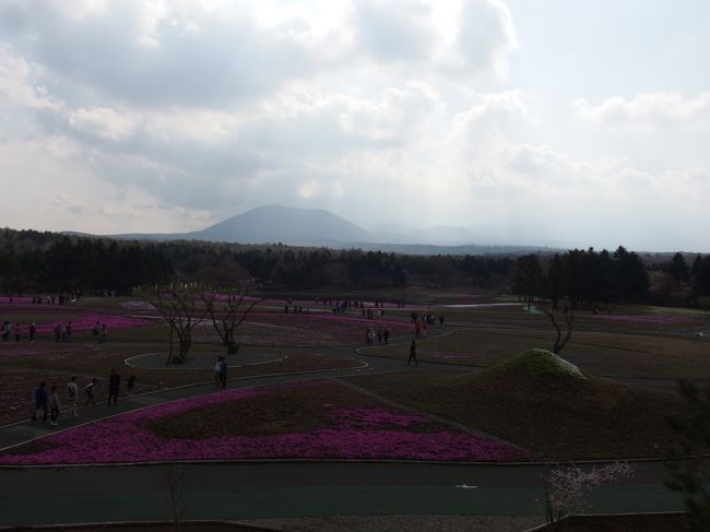 ２０１５年４月２５日、本栖湖の先の富士芝桜祭りの会場に行きました。早朝８時過ぎなのに凄い人出です。驚いたのは、中国の方が多かった事です。この後、富士山でも行くのか、バスがぞろぞろやってきました。<br />富士芝桜は、この日は３分咲きで今一つでした。<br />