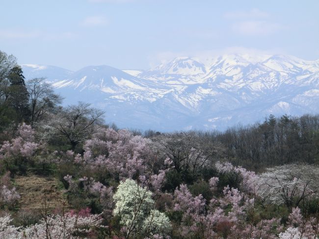 一度、行ってみたいと思っていた福島にある『花見山公園』。<br />ここからは、後編です。<br />