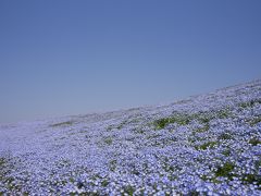 雄大な450万本の青の花畑