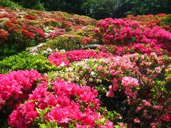 ’１５　神奈川つつじさんぽ２　花の木公園編