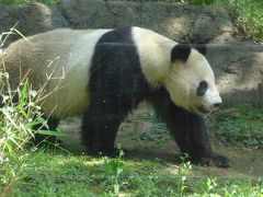 陽気に誘われて新緑の上野公園・上野動物園をのんびり! ゆっくり! そして美味しく!・・・(*^_^*)