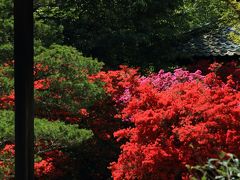 京都　花めぐり～青蓮院門跡、曼殊院門跡