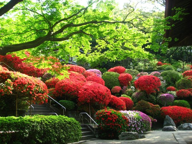 天気が良かったので早起きして神奈川にある等覚院と花の木公園のつつじをみてきました。<br /><br />★散歩ルート<br />溝の口駅→等覚院（つつじ）→武蔵溝ノ口駅→逗子駅→花の木公園（つつじ）→マーロウ 葉山店（プリン）→亀岡八幡宮→逗子駅