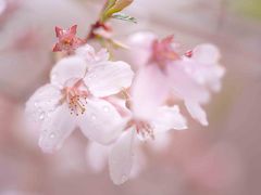 「天下第一の桜」高遠城跡と阿智村の花桃は…雨だった、しかも桜は１４分咲