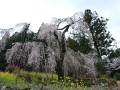 久万高原町中津にある西村太子堂の枝垂れ桜