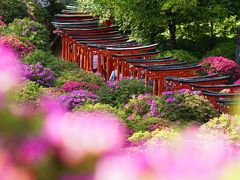 根津神社 ツツジを見る 2015