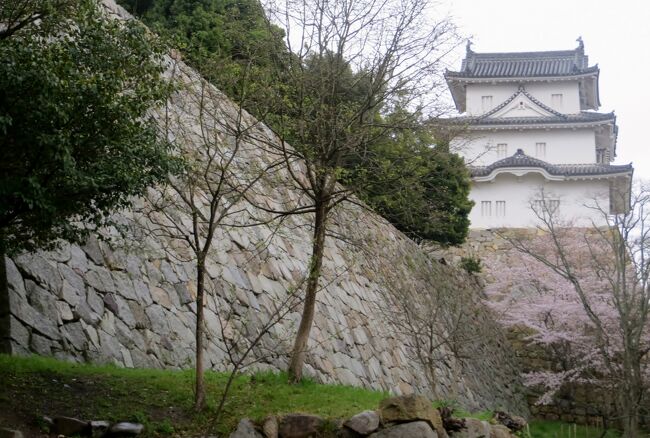 日本百名城の一つ、明石城の紹介です。有用植物花壇を見学のあと、南面から二つの櫓が見える場所まで移動しました。その途中、満開の山吹の花に出会いました。