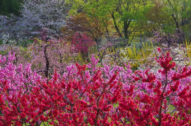 ４月の福島市は、桜、花桃、菜の花などが競うように咲き、まさに桃源郷。中でも花見山は全国的に有名ですが、他にも花の名所はいくつかあります。今回は飯坂電車（福島交通飯坂線）に乗って小さな旅に出かけてみました。<br /><br />【旅程】<br />2015年4月18日（日）<br />福島駅13：00発（飯坂電車）13：09着上松川駅14：24（飯坂電車）14：33医王寺前駅（徒歩）飯坂温泉駅19：20（飯坂電車）19：43福島駅