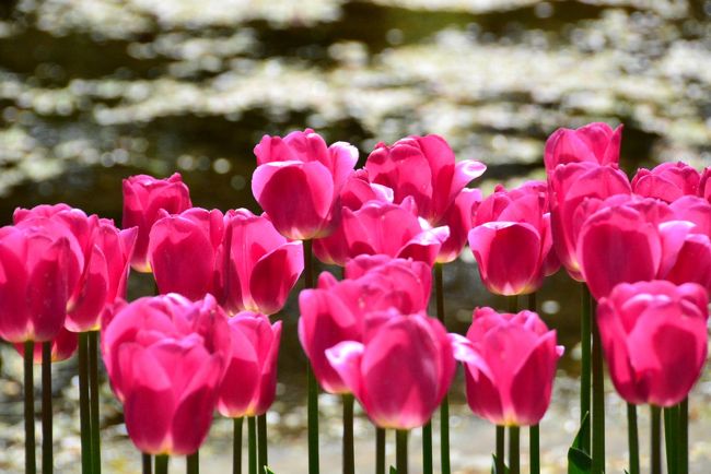 花ごよみ花だより15 Primavera 昭和記念公園チューリップオフ会 羊山 芝桜 足利 藤 立川 東京 の旅行記 ブログ By るなさん フォートラベル