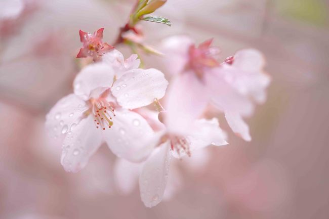 伊那市には年数回仕事で行っていますが、天下第一の桜と謳われる高遠城跡には縁がなく、今年こそは…今年こそはと月日が過ぎていました。<br />もっとも被写体としての桜やその他花々は、昨年福井で玉砕して以来どうも敷居が高い存在です。<br />そもそもが桜の下で花見などしたこともなく、桜を愛でる習慣自体が欠如した暮らしをしていたんですね。<br />そして今年は、桜の季節に伊那市に行くことになり、しっぽさんにも「桜も愛でてくださいね」とか言われ、それならばと満を持して高遠城跡の「天下第一の桜」に突撃しました。<br />そんで、例により貧乏性が発症し、折角高遠行くなら、茅野でレンタカー借りるついでに「御射鹿池」もちょっと寄り道。新緑と紅葉のロケハン。<br />高遠と飯田って結構近いよな…なら昼神温泉で今花桃が見頃かな〜、ついでに星も見てしまうか…帰りに姥捨で棚田も見ていくか〜<br />ってな具合で欲張りな旅の計画だけが膨らんで行きました。<br />しか〜し、人生そんなにうまくはいかない、その日は朝から曇模様、で高遠着いた頃はすっかり雨雨雨…<br />桜に雨って、そりゃないべさ。この日のためにマクロレンズを購入し、やる気まんまんだったのに。<br />まぁそれでも頑張って見ました、まだまだ桜撮影ビギナーですがお暇ならご覧ください。