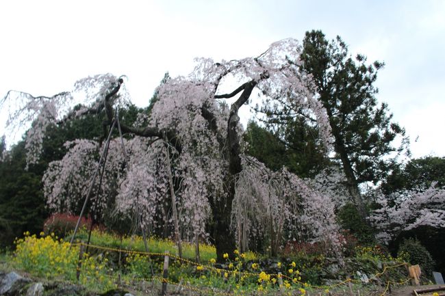 樹齢２３０年、西村太子堂の枝垂れ桜<br /><br />愛媛県上浮穴郡久万高原町中津地区<br />