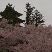 桜を追って、伊那の旅　～１～