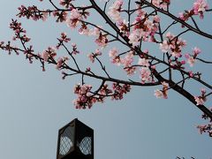 室蘭の桜