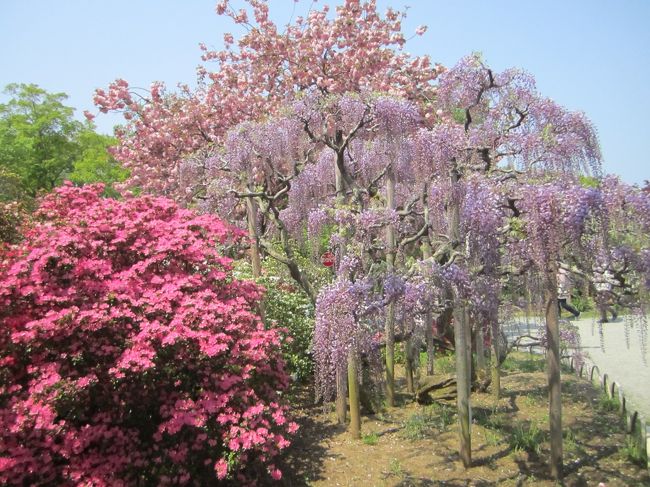 ４月はいろいろ忙しくてなかなか外出することもできなかったのだが、ようやく月末になって余裕ができたので、妻と一緒に足利フラワーパークにでかけてくることにした。４月末は藤の季節なのできれいな花が見られるといいなあ、と期待しつつお出かけ。<br /><br />06:44 藤沢−上野 1528E<br />いつもに比べてややゆっくりしたお出かけ。列車内で飲むコーヒーと紙コップも抜かりなく持参した。今回は足利の辺りまで出かけるので、「休日お出かけパス」を利用する。エリアの西端から北端までって感じでずいぶんお得な感じがする。<br /><br />１５両編成の先頭車両の方で待っていたが結構空席がある。直前に湘南新宿ラインが発車したからかな？　実は上野東京ラインが開通してから一ヶ月が過ぎたが、上野方面にそのまま乗り続けるのは初めてだったりする。乗り換えなしで上野までアクセスできると確かに便利だわー<br /><br />08:02 上野−富田 9531M -&gt; 9444M 臨時快速足利藤祭り１号<br />上野からは両毛線に直通する臨時快速「足利藤祭り」号に乗車。上野駅１３番線ホームからの発車なので地平ホームに移動しないといけない。我々がホームに到着するころにようやく列車がホームに入線してきた。今回使用される車両は１８５系２００番というもの。たしか何年か前にも「足利藤祭り」の名前を冠した臨時列車で足利に出かけたような覚えがあるが、そのときは、いかにも特別列車ですって感じの１８３系だっただけに（確か、特別なヘッドマークも掲示していたはず）、「臨時快速」って何の面白みもないヘッドマークにはちょっと興ざめ。<br /><br />上野から小山までは東北本線経由、小山では約１５分停車した後、両毛線に入ってわりとのんびりと列車は進み、足利フラワーパーク最寄の富田駅に到着。我々夫婦の乗り込んだ車両には結局１０人くらいしか乗客が乗ってなかった。こんな乗車率で大丈夫なんだろうか。。。<br /><br />富田駅を出たところでは、駅員さんだかフラワーパークの人なんだかわからないが、入園料割引券がついたビラをさかんに配っていたが、去年のクリスマスシーズンにやってきた我々は、それよりも割引率の高いチケットを捨てずに残していたので、なんだか勝った気分？！　フラワーパークに向かう人の列を見る限り、思ったよりは乗客は多かったみたいだ。歩いて１０分ほどでフラワーパークに到着。どうせだったらハイシーズンのときだけでも偕楽園みたいな臨時駅を作ればいいのに。<br /><br />フラワーパークの入園料はシーズンによって大きく異なり、今の季節はおとな１５００円（ここから割引券で２００円引き）。チケットをもぎりしてもらった後、フラワーパーク内に足を踏み入れてみるとなんとまあ、鮮やかな花々が咲き乱れていることよ。今の季節は薄紫と藤色の藤の花が咲きそろいはじめ、白藤は２、３分咲きといったところだったが、藤の花以外の花によって上手にフォローされていたので、全く遜色なく鑑賞して回れた。特に、いろとりどりのツツジの花がいたるところで花をつけていて、目にまばゆいとはこのことか、という感じだった。真紅のツツジ＋藤色の藤＋薄紅の八重桜、という取り合わせを見ることができるのは、日本広しといえども、ここくらいではなかろうか。<br /><br />この日は想像以上に天気がよくて気温も上がったので、売店で購入した「藤ソフト」をいただいて体を冷やそうとするものの、あんまり効果がなく、私も妻も、暑さでヘロヘロになりかける（まだ暑さに慣れてない）。ちょっと予定よりは早いけど、両毛線に乗って、次の目的地の桐生に向かうことにする。<br /><br />11:59 富田−桐生 3448M<br />富田から普通列車に乗車、２＋２両編成のローカル線だ。「休日お出かけパス」の有効エリアは足利までなので、足利−桐生間はあらかじめ往復乗車券を購入、桐生駅でフリーパスと一緒に見せて出場。そういえば、桐生駅に到着したとき、反対側のホームに「やまどり」車両が停車していたな（あとで調べたら、前橋まわりの「リゾートやまどり藤祭り」だったらしい）。<br /><br />桐生駅北口から駅前の通りを東に約１０分歩き、「カフェ　ソイストーリー」に到着。テーブルが４つとこぢんまりとした店舗。我々が到着したときは、運よくひとつだけ二人がけのテーブルが空いていた。ラッキー。早速注文。二人とも本日のランチセット。ドリンクは妻が「おから茶」、私は豆乳を。わりと丁寧に作っているためか、オーダーから料理が出てくるまでちょっと時間がかかる。まあ、あまり気にならないレベル。<br /><br />で、スープとワンプレートランチがやってきた。お椀の中の料理が何かしらの豆と関連付けられた料理しかない！！　こちらのカフェの隣がお豆腐屋さんなので、ゴマ豆腐やおぼろ豆腐、厚揚げが使われている程度だったら、それほど驚かないんだが、どうみたって普通のホイコーロー、というものがソイミートを使ったものだとわかったときは「こりゃ一本とられたわい」ってかんじだった。<br /><br />ゴマ豆腐のサラダ、おぼろ豆腐の明太子和え、納豆入りオムレツ、ソイミートのホイコーロー、豆ご飯（麦入り）が盛り付けられたプレートと、ごま油の風味がいい感じの厚揚げのスープ、動物性タンパクは卵と明太子くらいのベジタリアンでも大丈夫そうな料理。おいしいのはいうまでもないことだが、しっかり咀嚼しないといけないので、見た目のボリューム以上に食べ甲斐があって、かなり満腹感が得られた。これはヘルシー。近所にあれば絶対行きつけにしてるお店だわ。<br /><br />で、食後。帰りの列車にはまだ時間があるので、桐生市内を観光するべ、ということになるが、駅からここまでの道のりがかなりさびしいシャッター通りになってしまっているため、あまり期待できないけど、スマホいじってたら、歩いて５分ほどのところに「織物参考館・紫」というスポットを発見。ということで小学校の横を通って建物のあるところまでやってきた（ちなみに「紫」は、ゆかりと読むようだ）。<br /><br />入館料はおとな７００円。ん、なんか秩父の同様の施設に比べて微妙に高くないか？　と思ったものの、ここはしっかり学芸員さん（？）の説明がある上、実際に織機を動かして機織の体験をできるので、我々としては展示内容に見合った料金だと納得。<br /><br />中学社会の授業で「ジョン・ケイの飛び杼」が産業革命に大きく貢献した、ということは習っても、「飛び杼」ってなんやねん、「飛び杼」がなんで産業革命と結びつくねん、ということはその当時から非常に疑問に思っていた（高校では日本史専攻のため、高校世界史では教わっているのかもしれないが）。横糸を通す紡錘状のものを「杼（ひ）」というのだが、人力で右へ左へ通すのを「投げ杼」といい、「飛び杼」は、滑車につながった手元の紐を引っ張ると、「杼」がばねの力で右へ左へ飛んでいくというものだということが今回実物を目にすることができ、長年の蒙が啓けた気分だ（紐を引っ張るだけで「杼」の往復運動が行えるので、円盤の一点に紐の端を固定しておけば、回転運動を往復運動に変換できる→オートメーション化可能→産業革命！）。<br /><br />あと、名前だけはよく聞く「ジャガード織り」っていうのも、フランス人のジャガードさんが考え出した模様織りの機構なんだけど、実はオルゴールの技術を転用したものだったとか、２５００年前に使われていたとされる「錘り機」と現在オートメーション化された機械式の織機が基本的には同じ原理で織物が出来上がってくるんだとか、まあ、知的好奇心を満足させるには十分な内容だった。やっぱり納得感があると無いとでは同じものを見ても全く受ける印象は違って見えるなあと、改めて実感。<br /><br />で、織物参考館入り口のミュージアムショップで何か買っていってねー、的なことを言われてたんだが、妻が目ざとく、参考館前に止まっている乗り物を発見。なにやら不恰好な箱型の乗り物らしきものが。なに？<br /><br />どうも、桐生市と近くの大学が共同して開発した、低速電動コミュニティバスらしく（名前は「ＭＡＹＵ（マユ）」というんだそうな）、土日休だけ運行して市内巡回しているんだそうな。ちなみに運賃は無料！　時刻表を見せてもらったら、帰りの列車までに桐生駅に帰り着けそうなので、せっかくだからということで、乗せてもらう（無料の代わりに名前とどこから来たかというアンケートを書かされましたが）。車体の中央部分に８輪が集まっているので、イマイチ発車時と停車時の揺れが気になるものの、最高速度が１９ｋｍ／ｈなので、ゆっくり町並みを眺めることができる。見ては見たいけど歩いていくのは遠いかなぁ、と思っていた、重要伝統的建造物群保存地区の建物群を見物できたのはラッキーだった。<br /><br />15:10 桐生−上野 9445M -&gt; 9536M 臨時快速足利藤祭り２号<br />帰りも足利藤祭り号を利用する。なぜ桐生始発なのか疑問は残るが便利なので結果オーライだ。小山方面のホームで待っていたら、足利藤祭り号の車両が高崎方面のホームに入線してくる。なんだよーー<br /><br />まあ、なんとか無事に乗車、富田駅でけっこう乗車してきたので、行きの列車よりは少しは乗客多いかな？　と思っていたら、全席指定だということをわかっていなかった外国人観光客の団体さんだったりした（アナウンスが日本語だけだし、列車も「臨時快速」という幕しか表示してないからそりゃ理解できんわな。英語表記つけるなり、自由席つけるなり、もうちょっと手当てを十分すべきだろう）。小山でちょっと降り、大宮でちょっと降り、って感じで上野まで乗りとおした人は７割くらいだったかなあ。まあ、酔っ払いに騒がれるよりはよっぽど良い環境で帰ってくることができた。<br /><br />上野駅ナカで夕飯を購入、上野東京ラインで帰るぞー、と思ったら、大磯駅での人身事故により直通運転を停止中、とのこと。ありゃりゃ。<br /><br />17:37 上野−東京 1609G<br />ということで、山手線外回り電車に乗車。最後尾だったからか、余裕で着席できた。東京駅での乗換えが面倒ではあるが、まあ、東京始発で確実に座って帰れるというのはメリットだよね、とポジティブに考えてみる。<br /><br />17:51 東京−藤沢 1921E （約１０分遅れ）<br />ダイヤ乱れの際には特急列車を優先的に発車させることになっているのか、隣のホームに停車していた常磐線特急を先に発車させた後、ようやく出発。３月のダイヤ改正後、帰宅時にろくに東海道線に座れたことがなかったので、久々に楽できた感がある。品川や横浜での調整時間をうまくやりくりしたせいか、藤沢到着は５分遅れくらいに圧縮されていた。まあ、ゆっくり歩いて帰ろうか。しかし今日は暑かったねー<br /><br />ということで、足利フラワーパークと桐生市内観光を一緒に楽しむことができました。当初は桐生はランチだけくらいに考えていたので、織物参考館でいろいろ勉強させてもらえたことは非常にラッキーでした。桐生駅前はシャッター通り化が進んでいて、非常に厳しいとは思うのですが、体験型とか学習型の観光というのもひとつのアイディアではないのかなあ、と思ったりしたのでした。