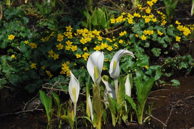 飯綱町牟礼（むれ）の「春の花まつり」は、水芭蕉、大山桜、枝垂桜、カタクリ、桃などの花が楽しめるところです。<br /><br />一斉に全部の花が見られることはなく、役場から各々の開花情報を聞いて訪れます。<br /><br />まずは、牟礼ミズバショウ園を紹介します。<br />