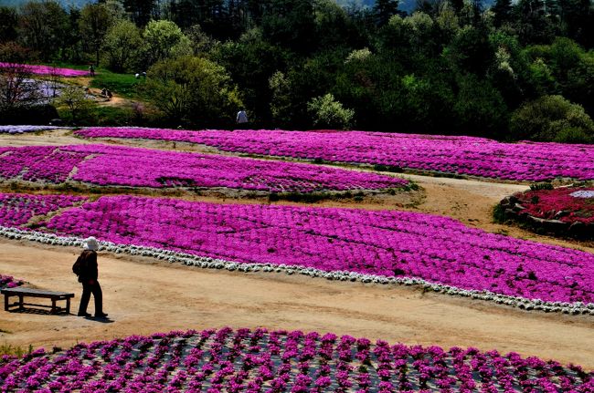 　花夢の里（かむのさと）ロクタンへ”芝桜”を見に行く・・<br /><br />　花夢の里ロクタン（かむのさとろくたん）は、広島県世羅郡世羅町にある芝桜庭園であ、80万株の芝桜が植えられており、これは本州最大であると言われています。<br /><br />　5万平方メートルの丘には、鮮やかな80万株の芝桜。丘のキャンパスに4色の芝桜で大きな絵を描いています。<br /><br />　ここ、”世羅高原”は、広島県のほぼ中央部に位置する高原で、四季折々色とりどりの花で観光客の目を楽しませてくれます。<br /><br />　世羅高原には幸水農園やゆり園、ラベンダーの丘やふじ園、水仙公園など多彩な農園や公園があり、広島や隣県の岡山、島根などから多くの観光客がやってくるのです。<br /><br />　芝桜が見ごろだというので、花夢の里（かむのさと）へ行ってみることにしました。二年前も来た事があるのですが、そのときは余り期待できなかったのですが、今回はそれよりやや見ごたえがあったようです・・<br /><br />　50,000平方メートルのキャンパスに、４色の芝桜で大きな絵を描いています。<br /><br />　