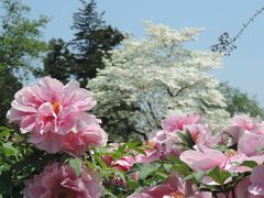 9000株の牡丹の饗宴