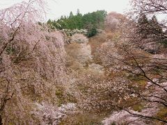 五分咲きですが、桜の吉野山