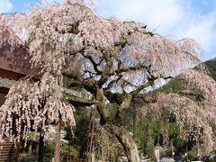 宇陀市室生、樹齢４００年西光寺の枝垂れ桜