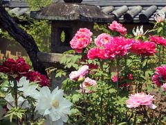 当麻寺　當麻寺　牡丹三昧の日　そしてあの男が