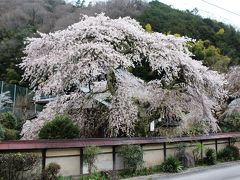 樹齢２００年教安寺（室生下田口）の枝垂れ桜