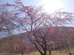 2015年3月、伊豆旅行（さくらの里で桜を見ました）