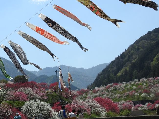 南信州阿智村の月川温泉郷にある花桃の里にて花桃まつりが4/25〜5/10まで行われていることを知り、今が満開の花桃を見るために行ってきました！天気にも恵まれ、最高の花見日和になりました。<br />山あいの里に咲き誇る花桃に心癒されるひと時を過ごせました。今がちょうど満開の時期ですので是非訪れてみてください！