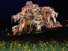 福島の桜名木巡り（３）桜の女王、三春の滝桜  ～妖艶な夜の姿と艶やかな朝の姿～