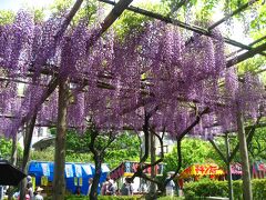 ’１５　亀戸天神 藤の開花状況を見に行ってみた（2015.4.28、4.30）