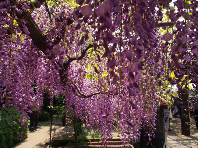 桜が過ぎたと思ったら、藤の花の時期になっています。<br /><br />名神高速道路、京都南ＩＣの近くにある鳥羽水環境保全センターでは、２５日から２８日まで、市民に親しまれる「藤の花の名所」として、そこの藤棚を公開しています。<br /><br />その最終日に当たるこの日、約１２０ｍにわたる薄紫に彩られた藤棚を散策するために、名神高速道路を一路京都南ＩＣを目指します。<br /><br />平日だし、あまり知られていないのではと思っていたので、そんなに混雑していないだろうと思って出かけたのですが、なんと人がいっぱい。<br /><br />藤の花を堪能した後は、朝電話をして拝観をお願いしておいた、伏見大仏の欣浄寺（ごんじょうじ）へ。<br /><br />そこは、深草少将が邸宅をかまえたところで、ここから山科の小野小町のもとへ通ったといわれています。<br /><br />【写真は、鳥羽水環境保全センターの藤です。】