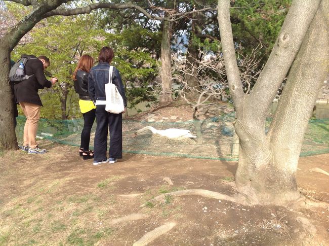桜も散り、柳にも映える松本城公園散策。片隅で何かがモゾモゾ。<br />近づいたら卵を抱く白鳥が必死で巣作り。<br />思わず応援したくなりました。観光客の皆さん、驚かせないようにしましょうね。<br />可愛いヒナの誕生が待たれます。