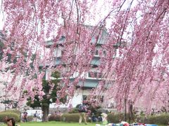 バッチリ♪　これぞ満開！　弘前公園の桜　１日目