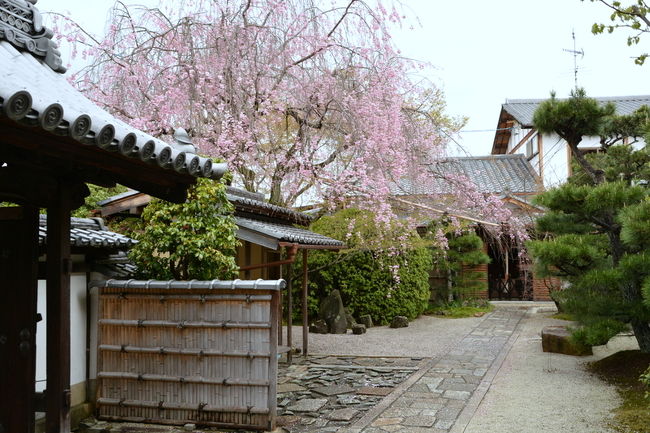 やっとアップ出来ます。<br />今年最後の散り桜と参りましょうか！<br />光明院・本法寺・妙顕寺をまとめてアップいたします。<br />来年の参考にしていただければ幸いです。
