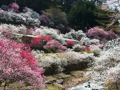 高遠の蓮花寺～駒ケ根散策～名古屋