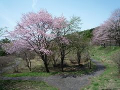 草津温泉は、桜満開で花盛り♪（＾０＾）