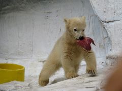 春のレッサーパンダ紀行【７】 天王寺動物園　今日の主役はシロクマのモモ（百々）ちゃん！！ メル君＆シルカちゃん（イッちゃん）にはまだ会えませんでした