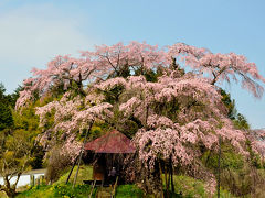 福島の桜名木巡り（４）風格ある枝垂れ一本桜たち　その２