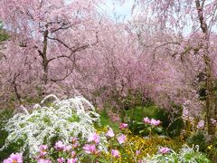 桜咲く春の京都へ1泊2日～2015.4.9-10①～