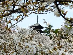 桜咲く春の京都へ1泊2日～2015.4.9-10②～