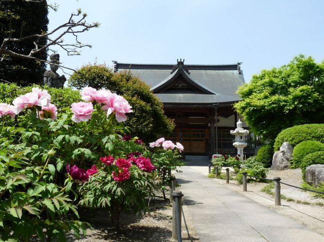 恩林寺のホームページ（４月２７日付け）で、ボタンが咲き揃ったとのことでしたので、見に行ってきました。<br />御住職のブログにあるように、今年は開花のばらつきが大きいようで、昨年の様な「一斉に」という感じが弱いようでした。また、前日が真夏日で近くの館林では３０度を超え、この日も前日以上の真夏日になるような暑い日が続いたためか、咲いている花も元気がないように見えました。<br /><br />恩林寺は、多々良駅（東武伊勢崎線）の西、約１ｋｍにあります。<br />秋の彼岸花で有名なお寺ですが、春のボタンもきれいです。<br /><br />公式ＨＰによると、鎌倉幕府が滅亡した後、逃げ延びた北条氏が、<br />北条一門の菩提を弔い、再起を祈願するために作ったお寺が起源とのこと。<br /><br />1333年鎌倉幕府滅亡の折、執権１４代北条高時の弟四郎慧性が、日頃信仰していた江ノ島弁財天のお告げにより、鎌倉を逃れて多々良沼のほとりに辿り着き居を定めた。<br />文和２年（１３５３）に一宇を建立して、北条一門の菩提寺を弔い再起の祈願所と定めたのだそうです。<br />