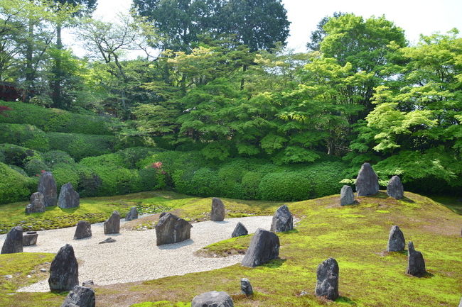 東福寺光明院4月の新緑です<br />ツツジの咲き具合を確認がてら4月は3回めの訪問となりました。<br />庭園のツツジは5月の連休辺りになりそうですね。