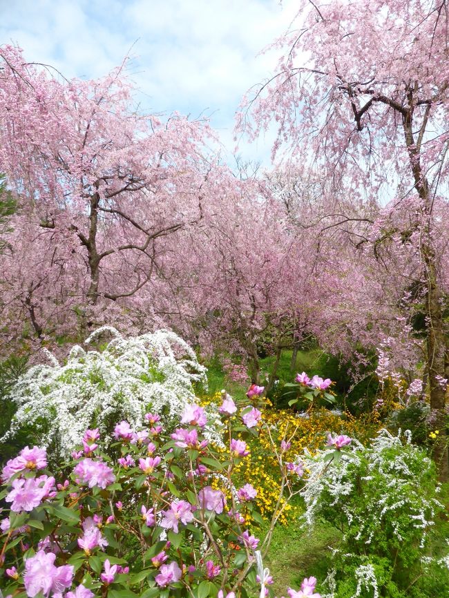 いつか春の京都へ行ってみたいなぁ～。と前から思っていたのですが、「いつかじゃなくて今年行こう！」と今年初めに思い立ち、1泊2日で行ってきました。<br /><br />例年京都の桜は4月の4日や5日頃が見ごろだということでしたが、満開時期は混雑がひどいだろうと思い、ちょっと日をずらして9－10日に。<br />結果、ソメイヨシノはもう散ってしまっていましたが、紅しだれ桜がちょうど満開でした。<br />かわいい桜に囲まれてとっても幸せな時を過ごしてくることができました。<br /><br />初日は青空も出てお花見日和。2日目は残念ながら雨であまり観光できず。<br />2日目に行こうと予定していた所へは、またの機会に行きたいな。<br /><br />写真がたくさんあるため、スポットごとに分けようと思います。<br />まずは初日・午前中の原谷苑。<br /><br /><br />4/9　天気は曇りから晴れへ<br />　　 ★　品川駅から新幹線で京都へ<br />　　 ★　原谷苑で桜を満喫<br />　　仁和寺にて御室桜を鑑賞<br />　　平安神宮の紅しだれコンサート<br />4/10 残念ながら雨。<br />　　四条の佛光寺と錦市場、渉成園<br />　　<br />　　