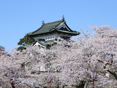 バッチリ♪　これぞ満開！　弘前公園の桜 ２日目