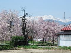 喜多方「しだれ桜散歩道」を訪ねて（福島）